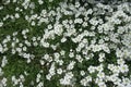 Backdrop - numerous white flowers of Cerastium tomentosum