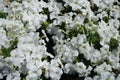 Backdrop - numerous white flowers of petunias in July