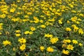 Backdrop - numerous yellow flowers of Gazania rigens