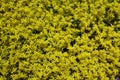 Backdrop - numerous yellow flowers of Sedum acre