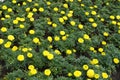 Backdrop - numerous yellow flowers of Tagetes erecta