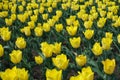 Backdrop - numerous yellow flowers of tulips