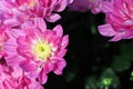 A backdrop of pink garden mums with yellow centers Royalty Free Stock Photo