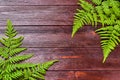 Backdrop, postcard, frame with green fern leaves on a wooden background. Minimal design. With copy space, flat lay, top view. Royalty Free Stock Photo