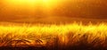 Backdrop of ripening barley of wheat field on the sunset sky. Ultrawide background. Sunrise. The tone of the photo transferred to Royalty Free Stock Photo