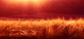 Backdrop of ripening barley of wheat field on the sunset sky. Ultrawide background. Sunrise. The tone of the photo transferred to