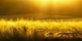 Backdrop of ripening barley of yellow wheat field on the sunset cloudy yellow / gold sky ultrawide background. Sunrise. Royalty Free Stock Photo