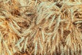 Backdrop of ripening ears of wheat field.