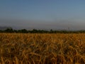 Backdrop of ripening ears of yellow wheat field on the sunrise orange sky background Royalty Free Stock Photo