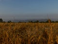 Backdrop of ripening ears of yellow wheat field on the sunrise orange sky background Royalty Free Stock Photo