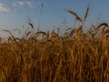 Backdrop of ripening ears of yellow wheat field on the sunrise orange sky background Royalty Free Stock Photo