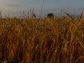 Backdrop of ripening ears of yellow wheat field on the sunrise orange sky background Royalty Free Stock Photo