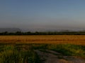 Backdrop of ripening ears of yellow wheat field on the sunrise orange sky background Royalty Free Stock Photo