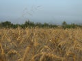 Backdrop of ripening ears of yellow wheat field on the sunrise orange sky background Royalty Free Stock Photo