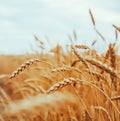 Backdrop of ripening ears of yellow wheat field on the sunset cl Royalty Free Stock Photo