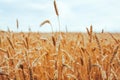 Backdrop of ripening ears of yellow wheat field on the sunset cl Royalty Free Stock Photo