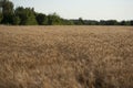 Backdrop of ripening ears of yellow wheat field on the sunset cloudy orange sky background. Copy space of the setting sun rays on Royalty Free Stock Photo