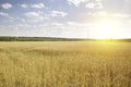 Backdrop of ripening ears of yellow wheat field on the sunset cloudy orange sky background. Royalty Free Stock Photo