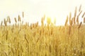 Backdrop of ripening ears of yellow wheat field on the sunset cloudy orange sky background. Royalty Free Stock Photo