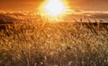 backdrop of ripening ears of yellow wheat field on the sunset