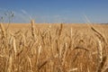 Backdrop of ripening ears of yellow wheat field on the sunset cloudy orange sky background