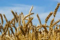 Backdrop of ripening ears of yellow wheat field on the sunset cloudy orange sky background. Copy space of the setting sun rays on Royalty Free Stock Photo