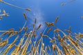 Backdrop of ripening ears of yellow wheat field on the sunset cloudy orange sky background. Copy space of the setting sun rays on Royalty Free Stock Photo