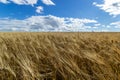 Backdrop of ripening ears of yellow wheat field on the sunset cloudy orange sky background. Copy space of the setting sun rays on Royalty Free Stock Photo