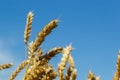 Backdrop of ripening ears of yellow wheat field on the sunset cloudy orange sky background. Copy space of the setting sun rays on Royalty Free Stock Photo