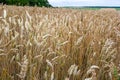 Backdrop of ripening ears of yellow wheat field on the sunset cloudy orange sky background. Copy space of the setting sun rays on Royalty Free Stock Photo