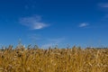 backdrop of ripening ears of yellow wheat field on the sunset cloudy orange sky background. Copy space of the setting sun rays on Royalty Free Stock Photo