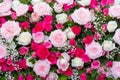 Backdrop of roses, Flowers wall background, Wedding decoration. Natural flowers wall background. Royalty Free Stock Photo