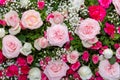 Backdrop of roses, Flowers wall background, Wedding decoration. Natural flowers wall background. Royalty Free Stock Photo