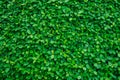 Backdrop of green leaves natural wall. Royalty Free Stock Photo