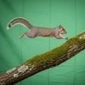Backdrop. The vibrant setting emphasizes the squirrel\'s dynamic Royalty Free Stock Photo
