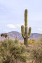 Saguaro and Mountains - Arizona, USA Royalty Free Stock Photo