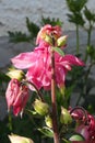 Backend view of pink columbine flower petals