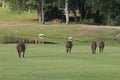 Backend of warthogs