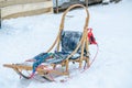 backgammon dog sledding standing on snow-white snow Royalty Free Stock Photo