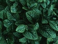 Backgound of green leaves pattern Royalty Free Stock Photo