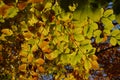 Backgroond of the autumn leaves Royalty Free Stock Photo