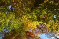 Backgroond of the autumn leaves Royalty Free Stock Photo