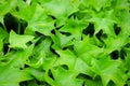 a backgroud of bright green german ivy leaves Royalty Free Stock Photo