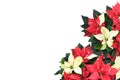 Backgroun beautiful nature fresh red-white poinsettia flower or christmas star blossom with green foliage leaves on white Royalty Free Stock Photo