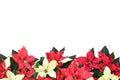 Backgroun beautiful nature fresh red-white poinsettia flower or christmas star blossom with green foliage leaves on white Royalty Free Stock Photo