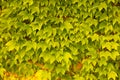 bright colorful yellow and green Parthenocissus tricuspidata ivy plants leaves covered wall close up background Royalty Free Stock Photo