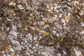 natural rough gray stone with light pale green and yellow lichens close up from the outdoors background