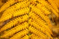 bright golden fall colored symmetrical cold hardy fern medium close up background