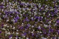 white and purple field of bright crocus background close up