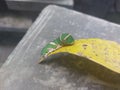 Background abstract of a caterpillar still life